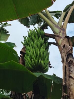 Régime de Bananes Douces