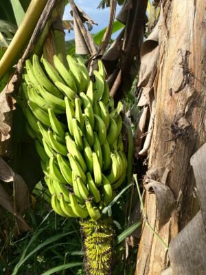 Régime de Bananes Douces