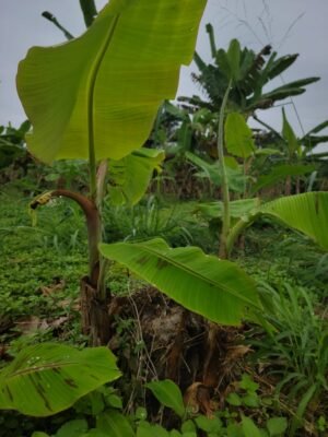 Rejet Classique de Plantain