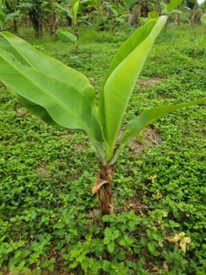 Rejet Classique de Banane Douce